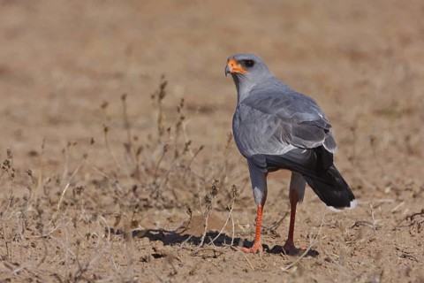 Pale Chanting Goshawk (Melierax canorus), Northern Cape, South Africa