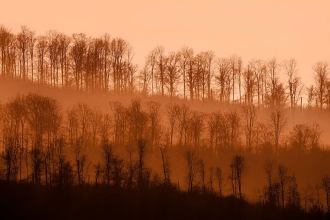 Digitally altered landscape with trees, Wesertal, Weserbergland, Germany