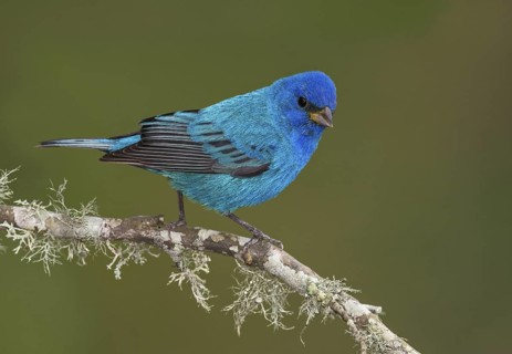 Indigo Bunting (Passerina cyanea) male perched on a branch, Texas, USA