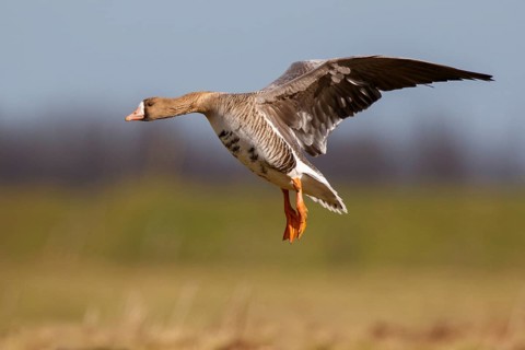Greater White-fronted Goose (Anser albifrons) landing, North Rhine-Westphalia, Germany