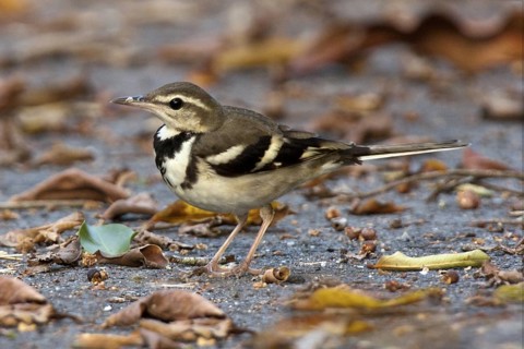 Forest Wagtail (Dendronanthus indicus), Penang, Malaysia