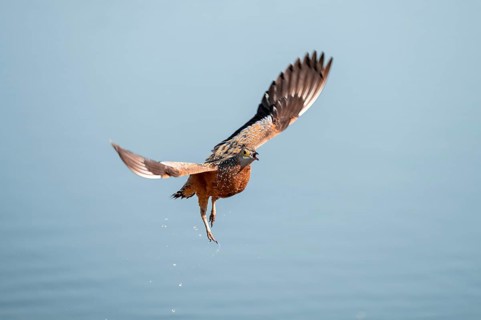 Burchell's sandgrouse (Pterocles burchelli) in flight, Savuti, Chobe Nationalpark, Botswana