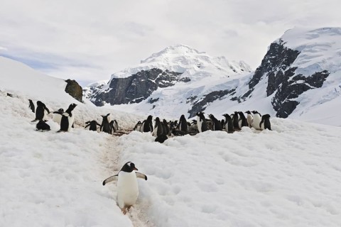 Gentoo Penguin (Pygoscelis papua), Antarctica
