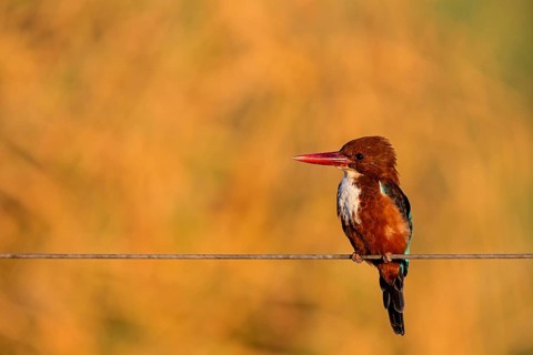 Brown kingfisher, (Halcyon smyrnensis), kingfisher, animals, birds, kingfisher family, Lahavot