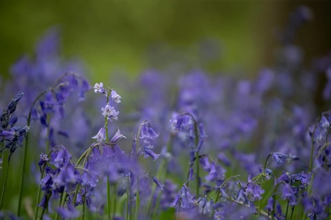 Common or English bluebell (Hyacinthoides non-scripta) carpet of blue wildflowers in a woodland in