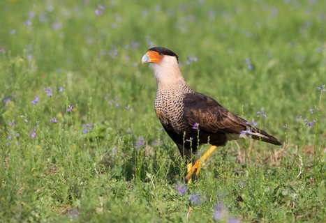 Crested Caracara (Caracara cheriway)