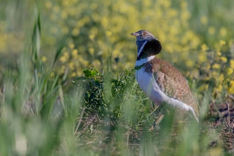 Little bustard (Tetrax tetrax), male, courtship display, Catalonia, Spain