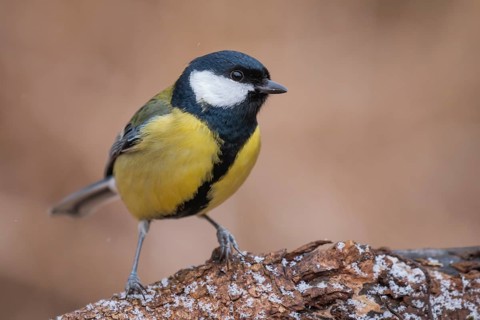 Great Tit (Parus major), Lower Saxony, Germany