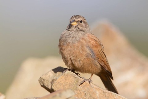 House Bunting (Emberiza sahari) female, Morocco