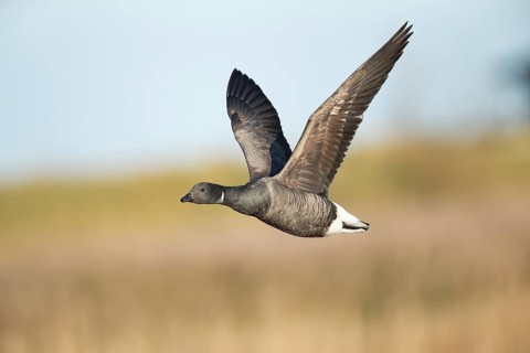 Brent goose (Branta bernicla) adult bird flying, RSPB Titchwell nature reserve, Norfolk, England,