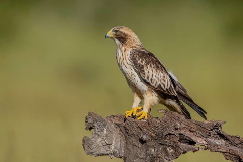 Booted Eagle (Aquila pennata), Extremadura, Spain