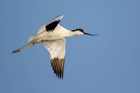 Pied Avocet (Recurvirostra avosetta) flying, Lesvos, Greece