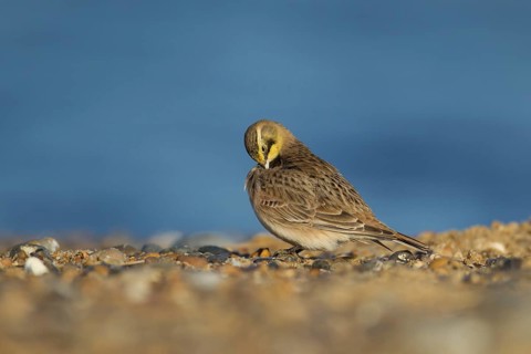 Shore lark or Horned lark (Eremophila alpestris) adult bird preening on a beach, Suffolk, England,