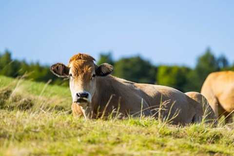 Cattle (Bos taurus) lying on a meadow in the Vosges Mountains, wildlife, France