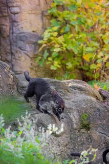 A white-nosed coati (nasua narica) runs on rocky terrain in a forest