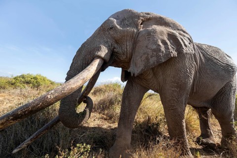 African elephant (Loxodonta africana) eats leaves, the famous Super Tusker elephant Craig, old male