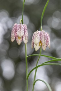 Snake's Head Fritillary (Fritillaria meleagris), Emsland, Lower Saxony, Germany