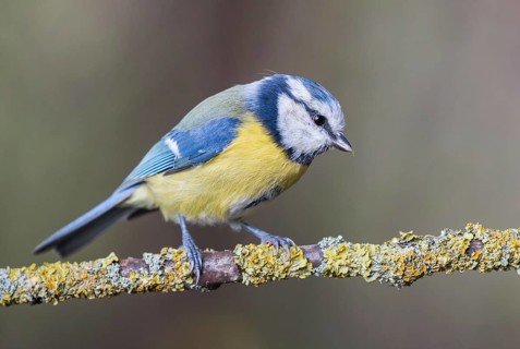 Eurasian Blue Tit (Cyanistes caeruleus) perched on a branch, Lower Saxony, Germany