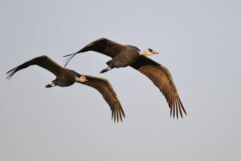 Hooded Crane (Grus monacha) flying, Arasaki, Japan