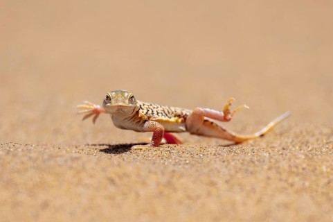 Shovel-nosed lizard (Meroles anchietae), in the sand, stretching its legs in the air to cool off,