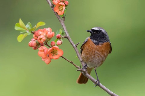 Common Redstart (Phoenicurus phoenicurus) male perched on a flowering twig, Poland