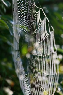 Spider's web with morning dew, September, Germany