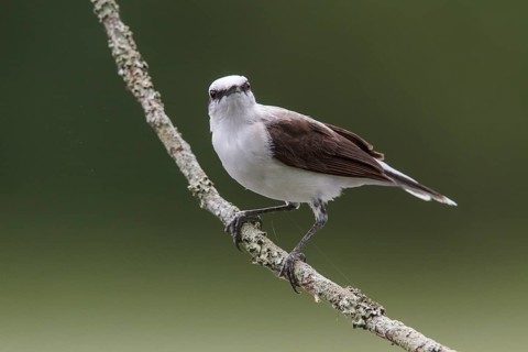 Masked Water Tyrant (Fluvicola nengeta) perched on a branch in the Atlantic rainforest of southeast