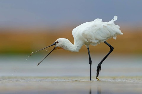 Spoonbill, (Platalea leucorodia), foraging, family of ibises and spoonbills, foraging, biotope,
