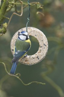 Eurasian Blue Tit (Cyanistes caeruleus), Lower Saxony, Germany