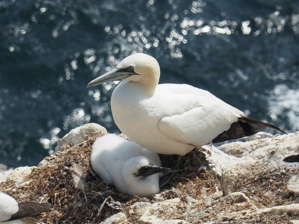 Northern gannet (Morus bassanus)
