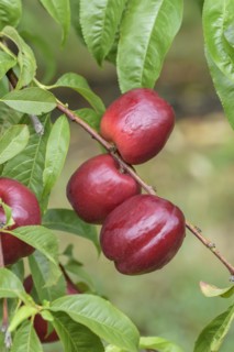 Nectarine (Prunus persica 'Big Bang'), Baum- und Rebschule Schreiber KG, Poysdorf, Lower Austria,