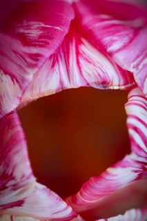 Detail, pink-red-white flower, tulip (Tulipa)