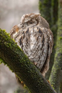 Scops owl (Otus scops), sitting on a tree, Alpine Zoo, Innsbruck, Tyrol, Austria