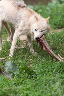 One Arctic wolf (Canis lupus arctos) chewing on a bone. Green grass around