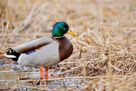 Mallard (Anas platyrhynchos), drake, North Rhine-Westphalia, Germany