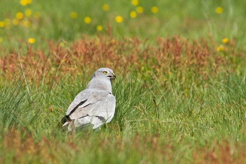 Montagu´s Harrier (Circus pygargus), adult male on grassland, Galicia, Spain