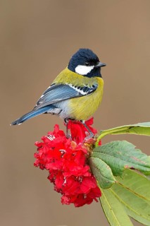 Green-backed Tit (Parus monticolus), Darjeeling, India