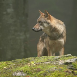 Wolf (Canis lupus) standing on a moss-covered rock and looking attentively, fog in the forest,