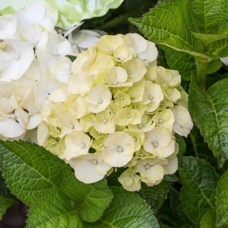Garden hydrangea (Hydrangea macrophylla CAIPIRINHA), Späth Nursery, Germany