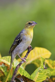 Village Weaver (Ploceus cucullatus spilonotus) female perched on a branch, Mauritius