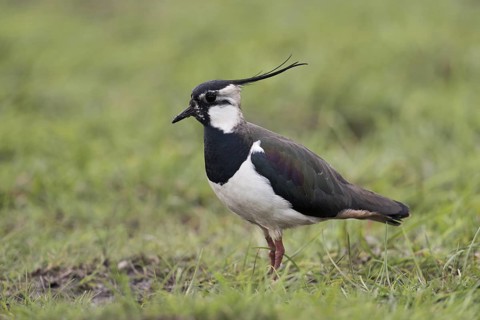 Northern Lapwing (Vanellus vanellus) male on grass field, Netherlands
