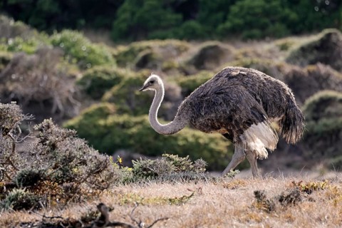 South African ostrich (Struthio camelus australis), adult, female, foraging, alert, Cape of Good