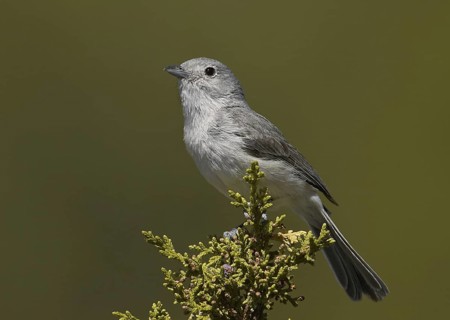 Grey Vireo (Vireo vicinior), New Mexico, USA