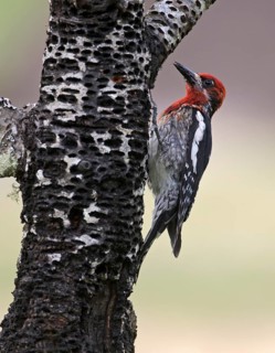 Red-breasted Sapsucker (Sphyrapicus ruber) climbing tree, Washington, USA