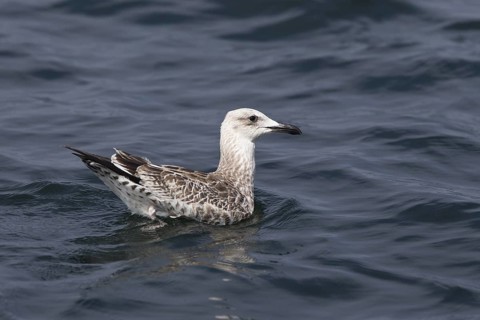 Caspian Gull (Larus cachinnans) juvenile, Baltic Sea, Germany