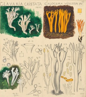 Mushroom, fungi, Clavulina coralloides, syn. Clavulina cristata, Ramaria cristata, Clavaria,