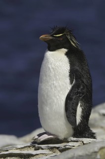 Southern Rockhopper Penguin (Eudyptes chrysocome), Falkland Islands