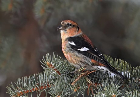 Two-barred Crossbill (Loxia leucoptera) male, Saskatchewan, Canada