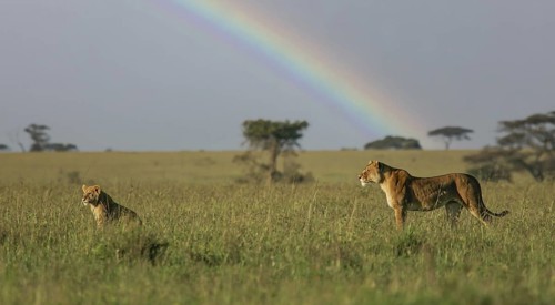 Löwe (Panthera leo) Weibchen steht zusammen mit Jungtier in Savanne vor Regenbogen, Serengeti,
