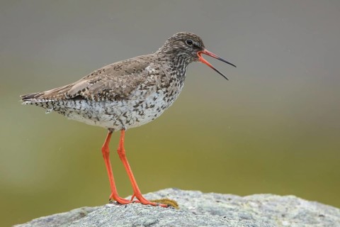Common Redshank (Tringa totanus) calling from a rock, Iceland